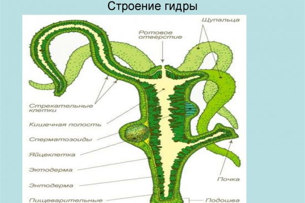 Актуальный адрес кракена